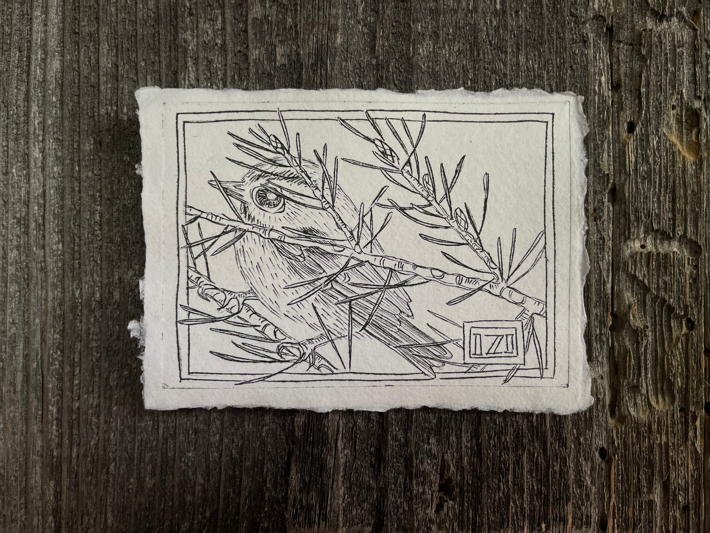 Hackney goldcrest with Scotch pine