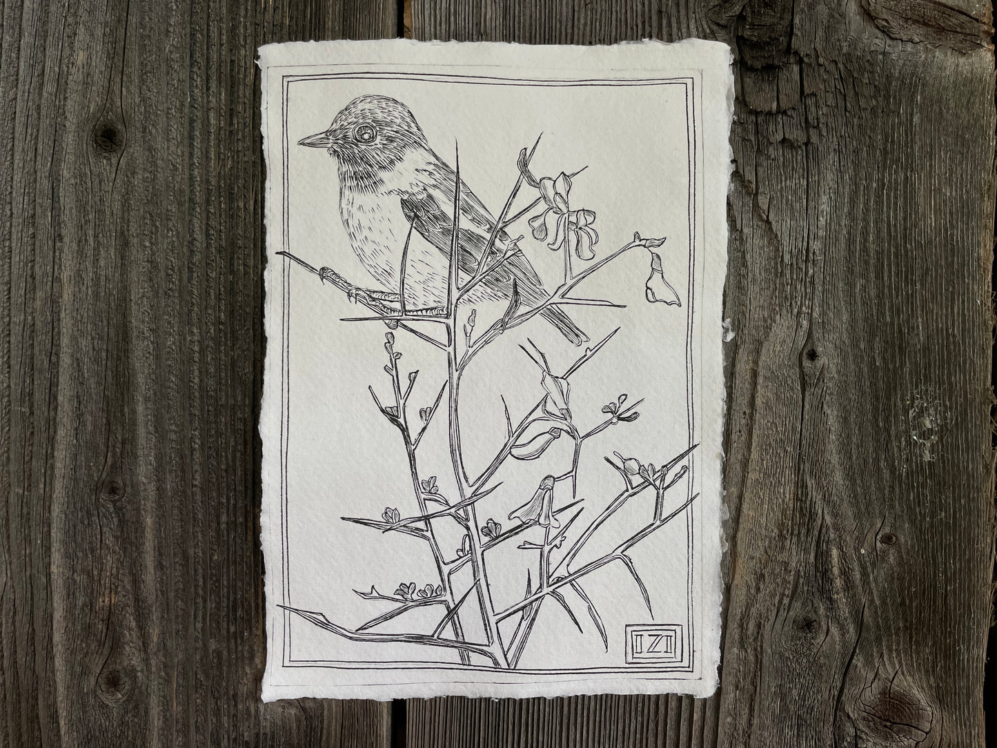 Stonechat and gorse