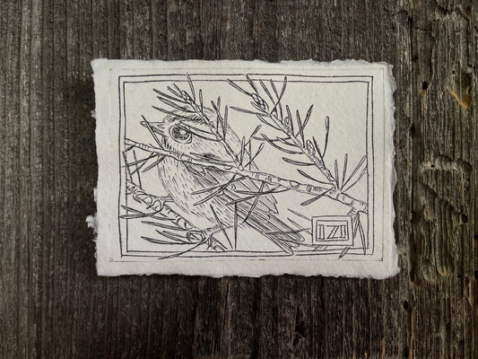 Hackney goldcrest with Scotch pine