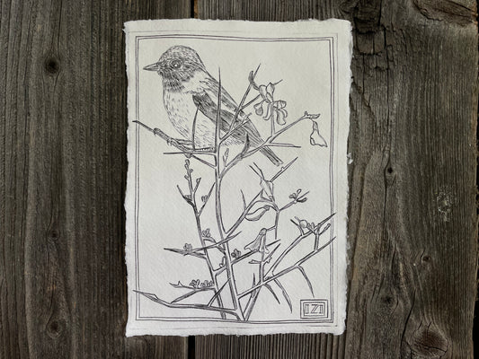 Stonechat and gorse